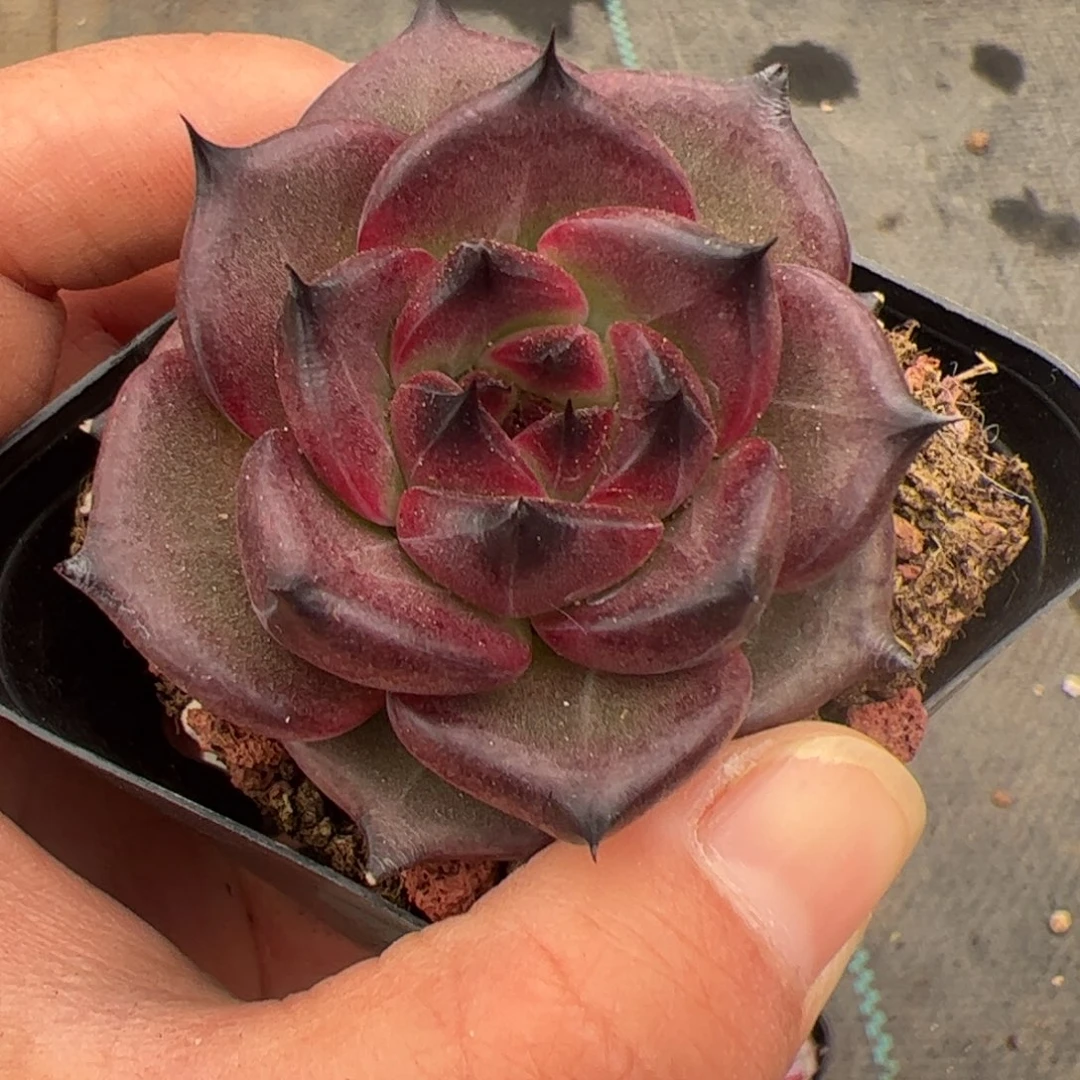 我****?702 多肉植物组合盆栽