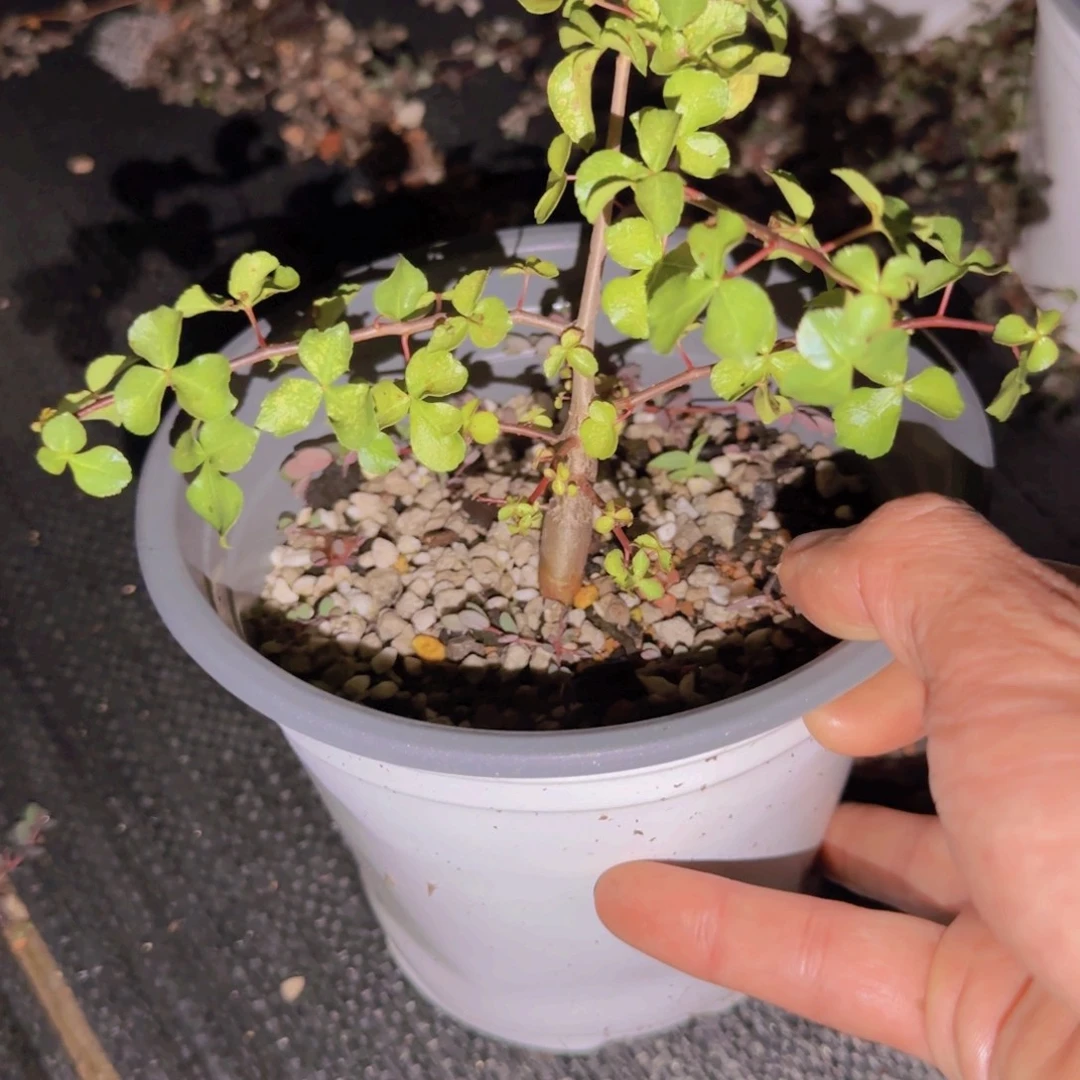 ****鱼块根植物块根植物