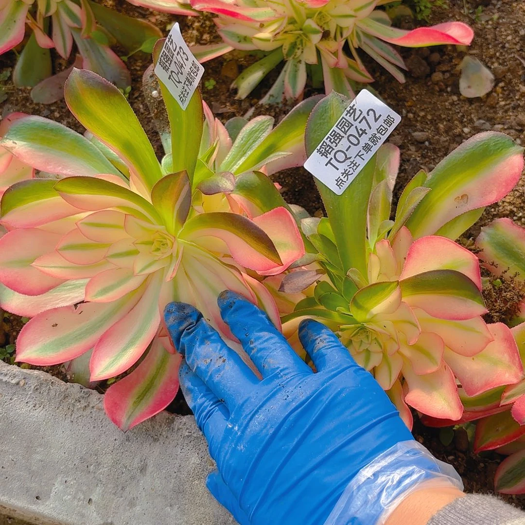 香妃多肉植物五号472-73