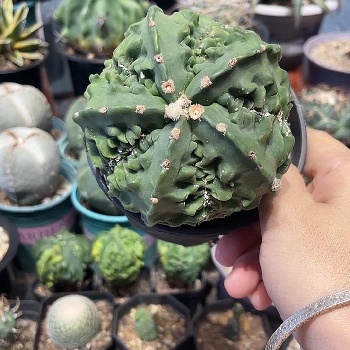 实生核桃仙人球有小干疤