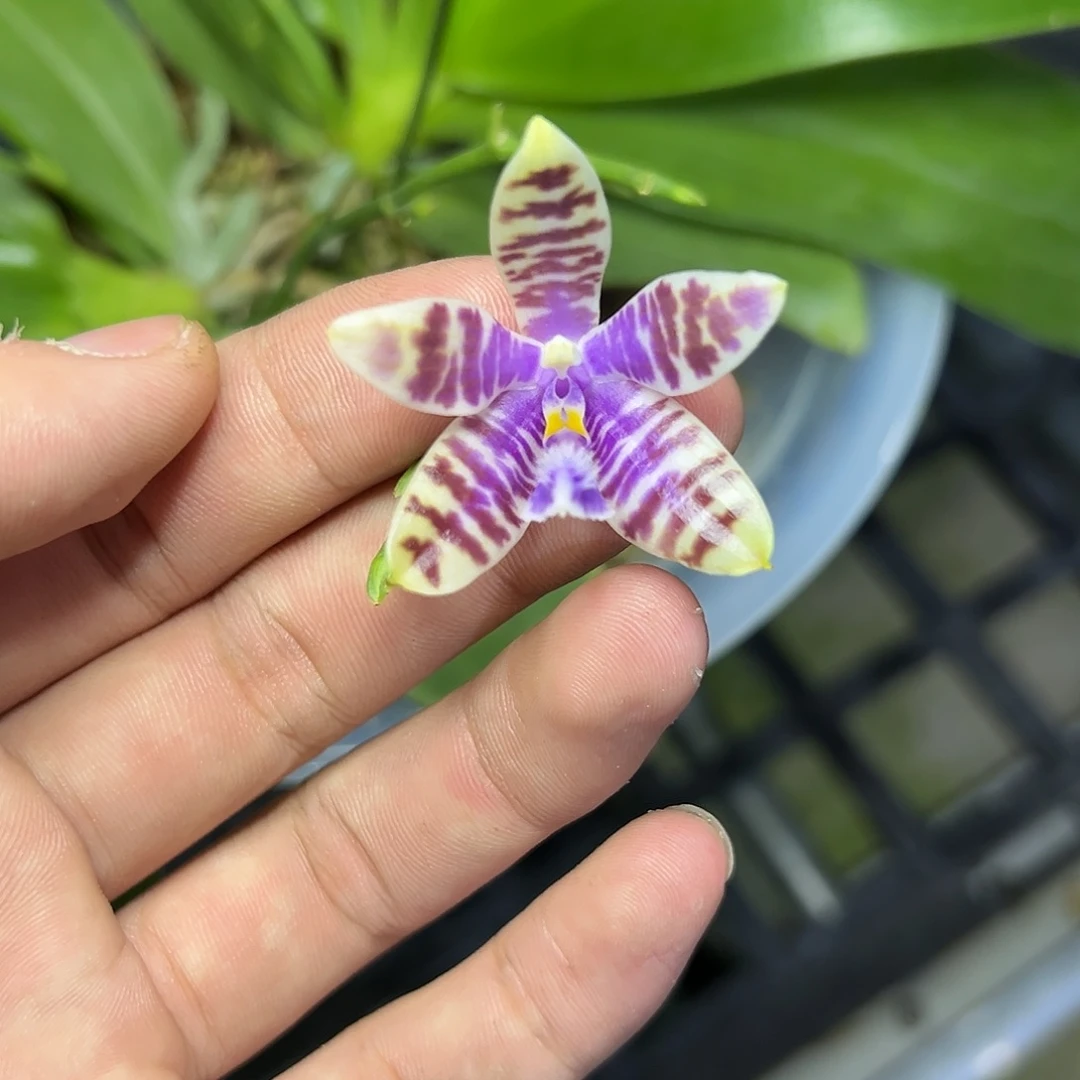 完全开放l357八寸ys1162双苗