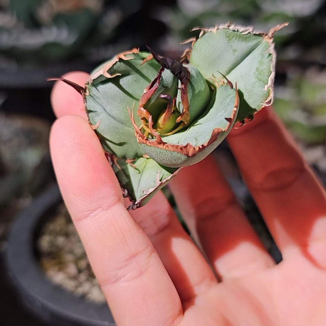 籽播    绿肌 顶芽