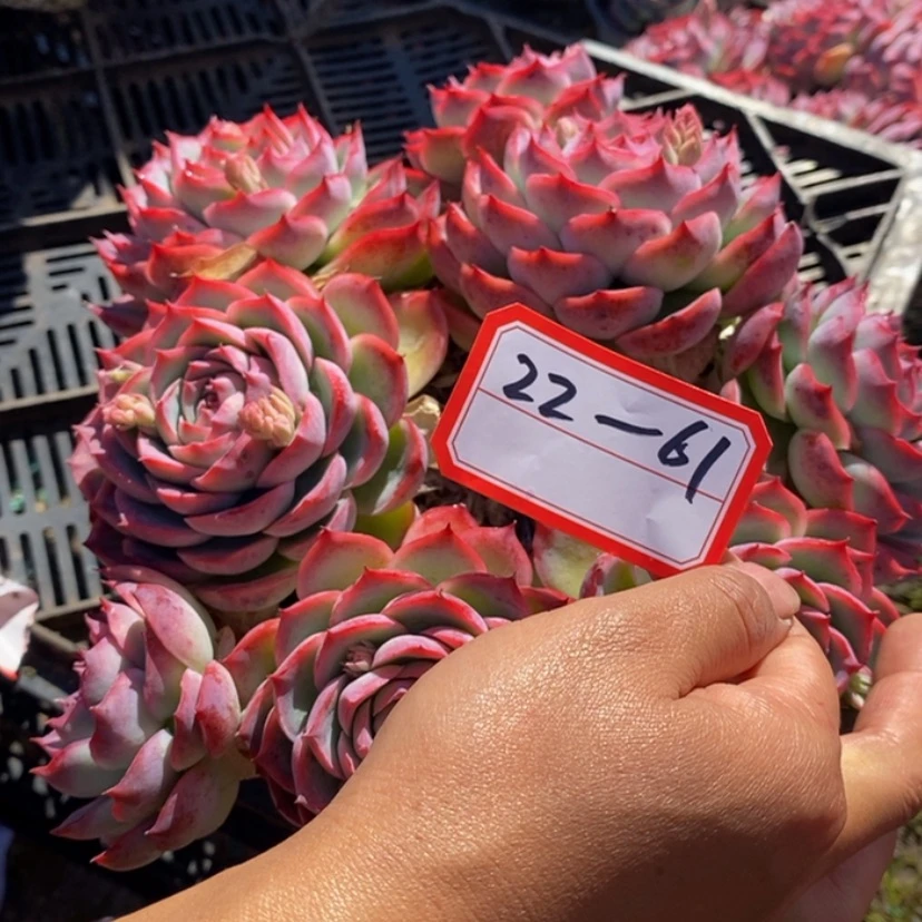【闪购商品】韵*多肉植物和