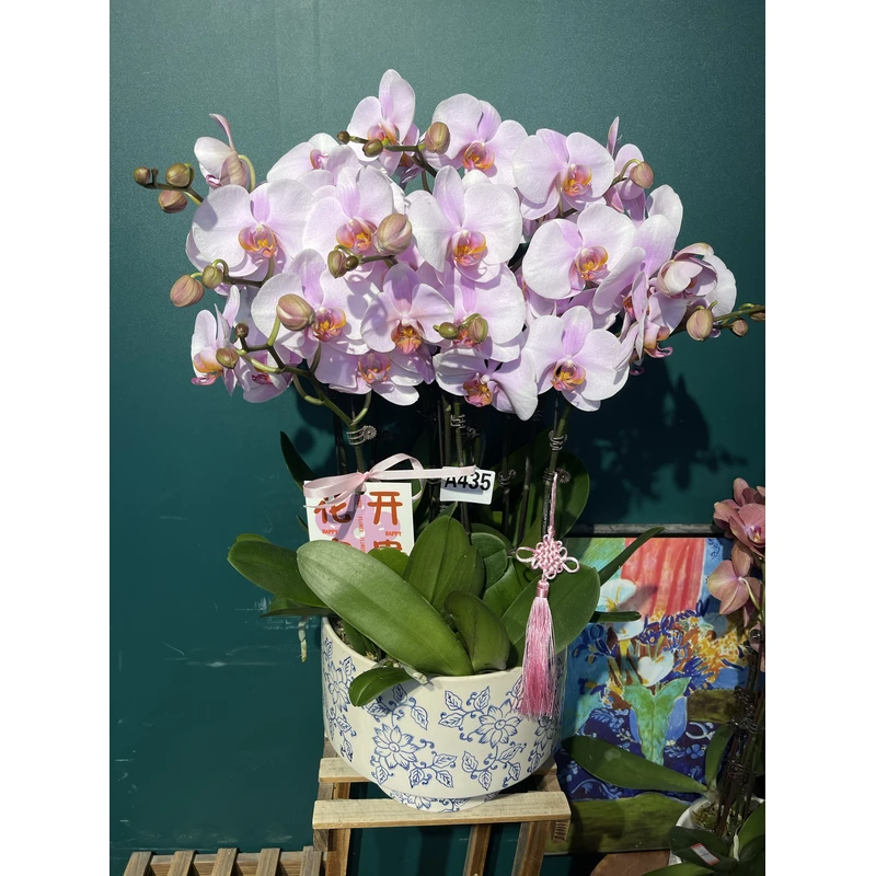 蝴蝶兰，新品晚风，带花，真花室内桌面绿植