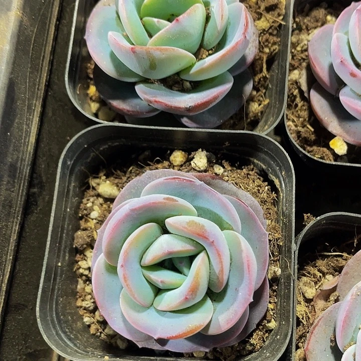 布鲁蓝2.8带盆土