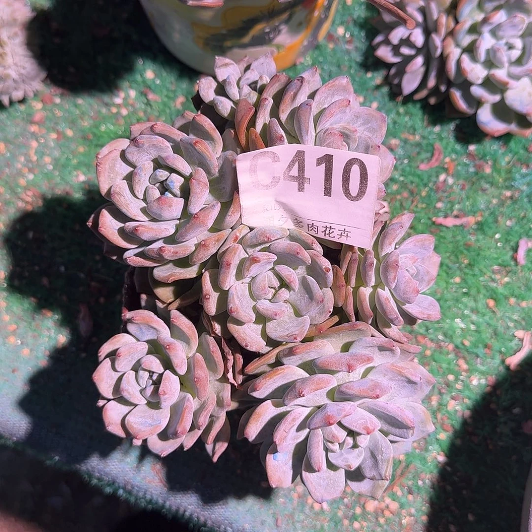 圈***圈石榴籽星影默认有砍