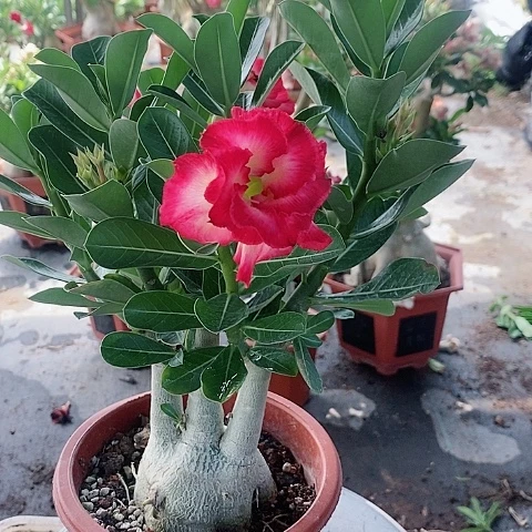 【闪购商品】无花朵待****落
