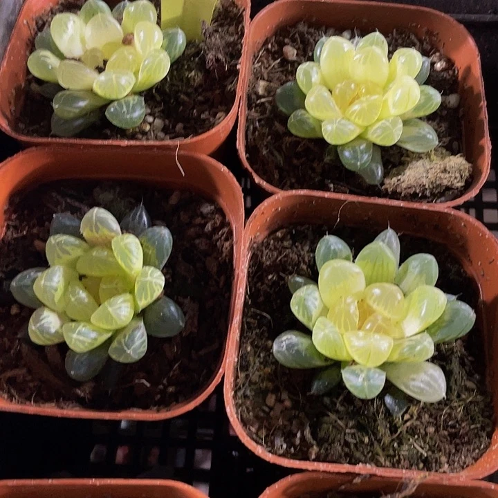 琥珀玉露3.8带盆土