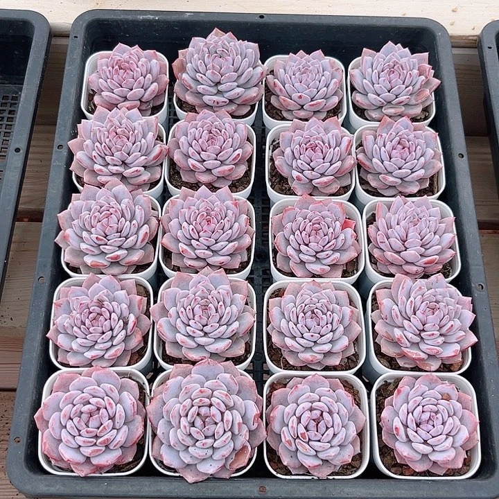 星星橙玉芙蓉一颗按照片发货
