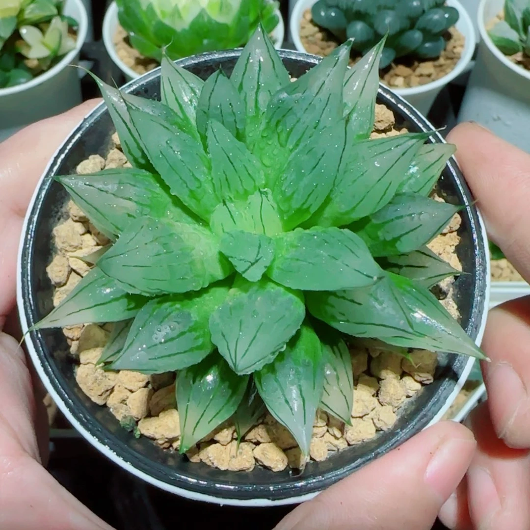 冰钻玉露多肉植物