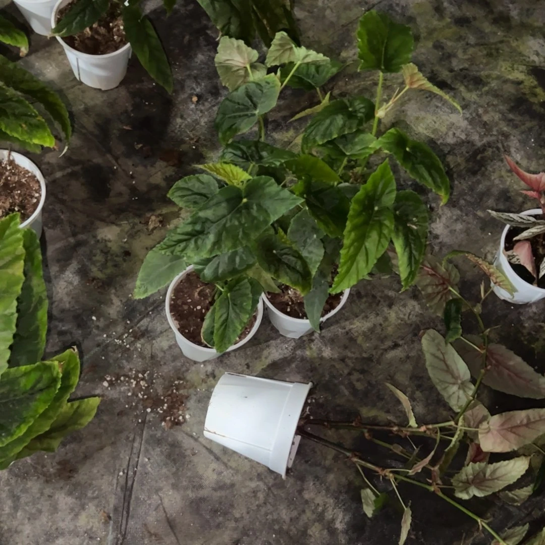 完全开放大老桩棱镜一颗