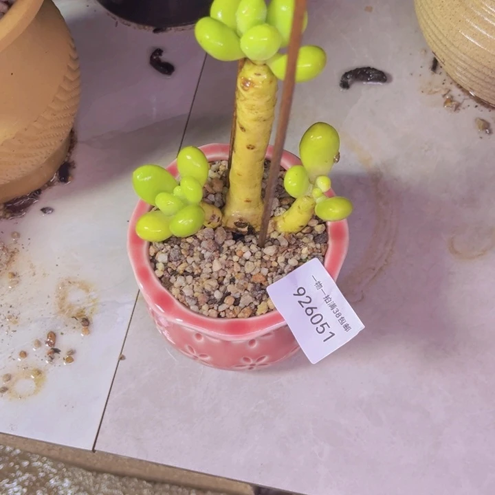暄***芒果奶051多肉植物