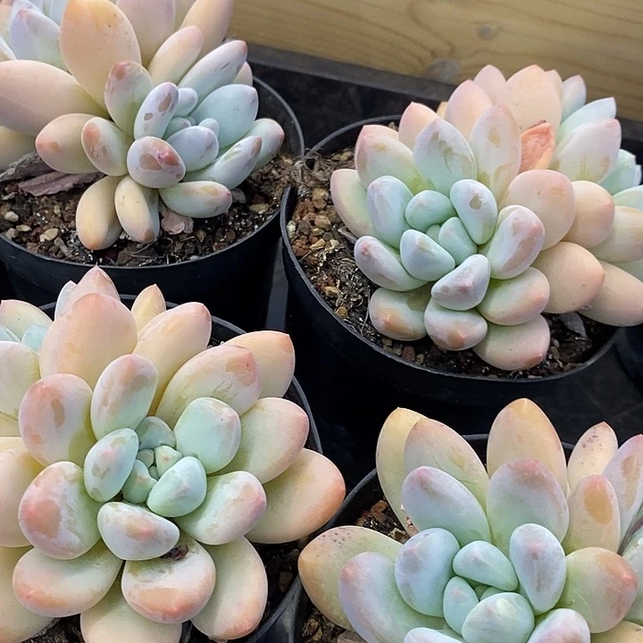 双头香水福利多多