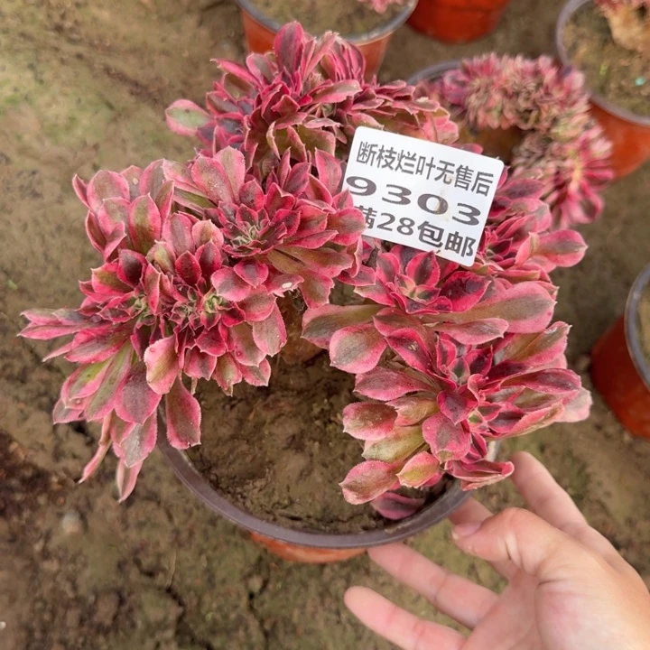 9303二号棚女巫缀G