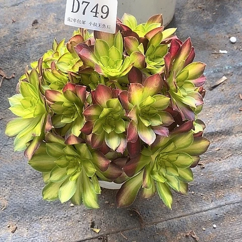 749韶华多肉法师