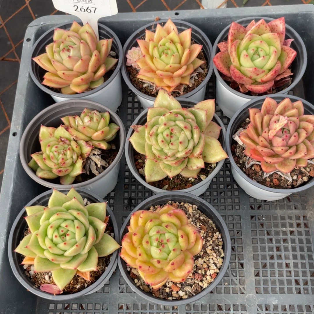 不包整散 盆子不售后2667