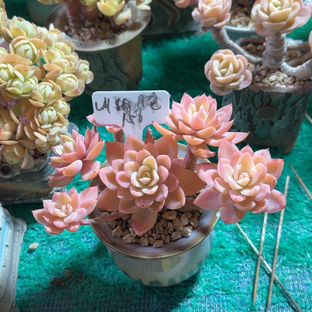 山**色山海月色，丝绸面纱