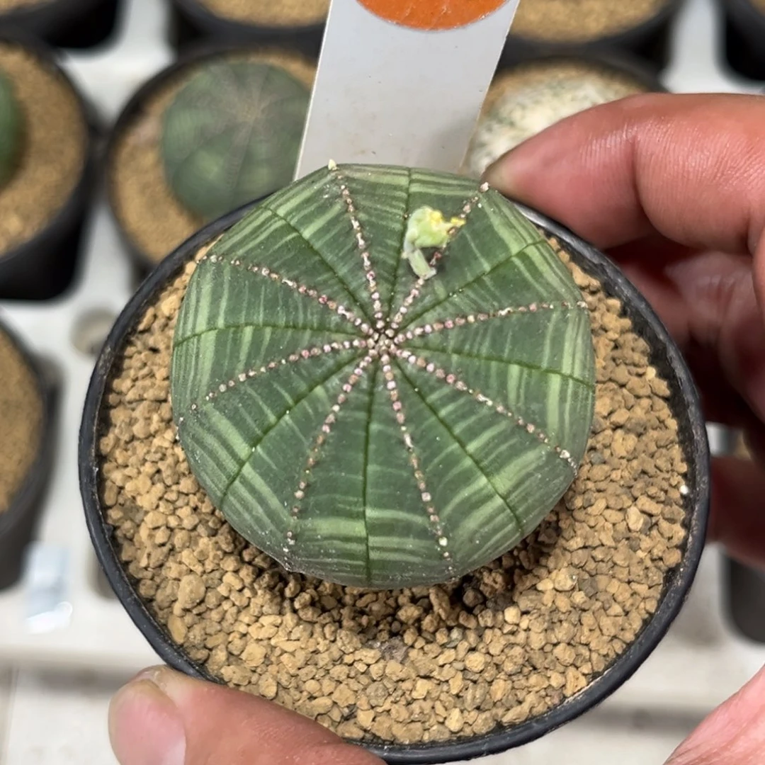 106实生公布纹球带盆带土