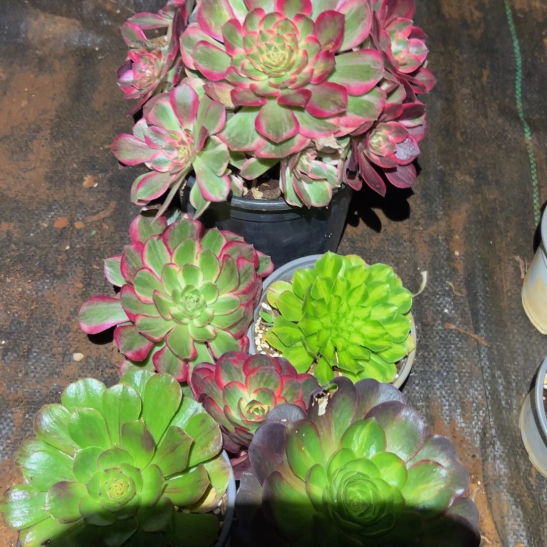 多肉植物353一堆的