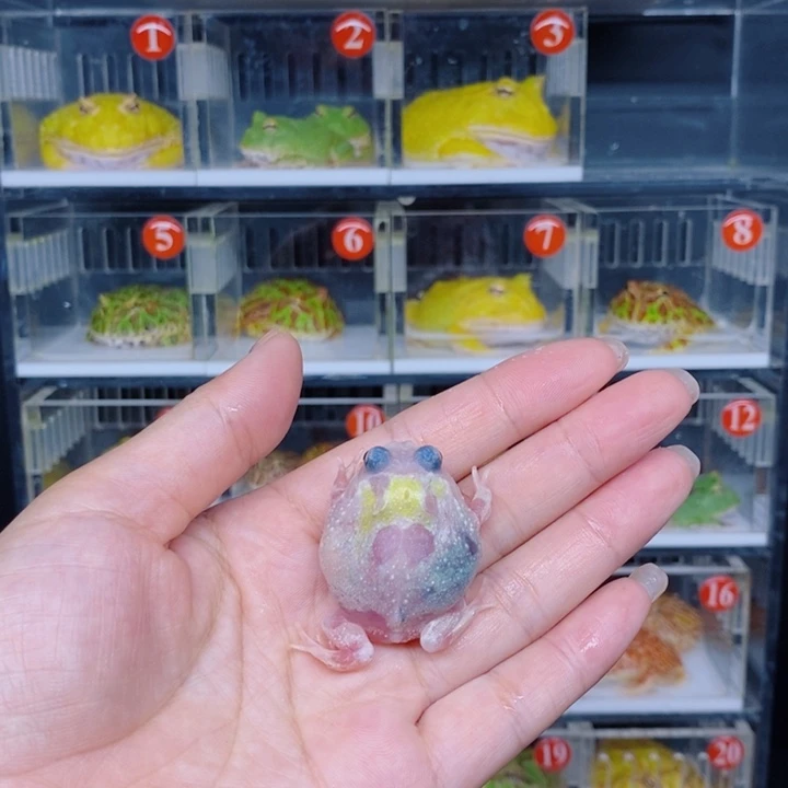 角蛙恭喜发财大吉大利
