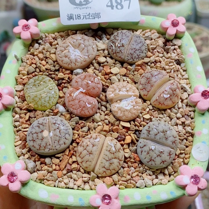 487 生石花花花花花花花