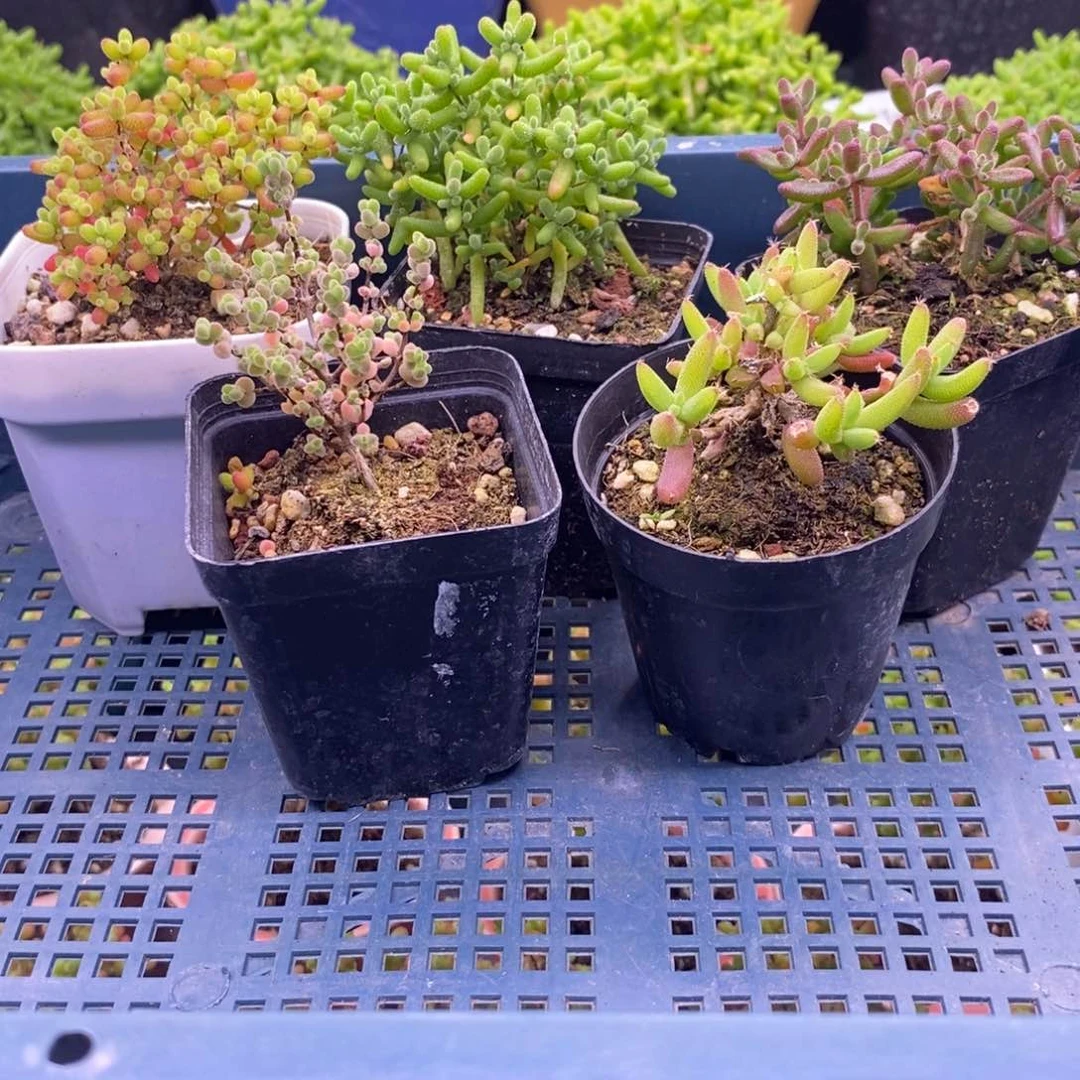 飛*飛591五颗福利。