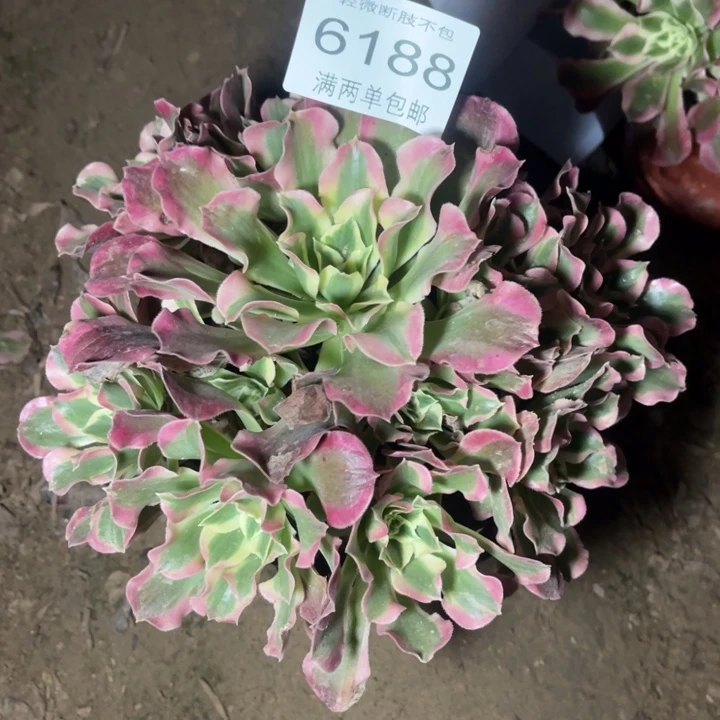 6188白凤的的的多肉