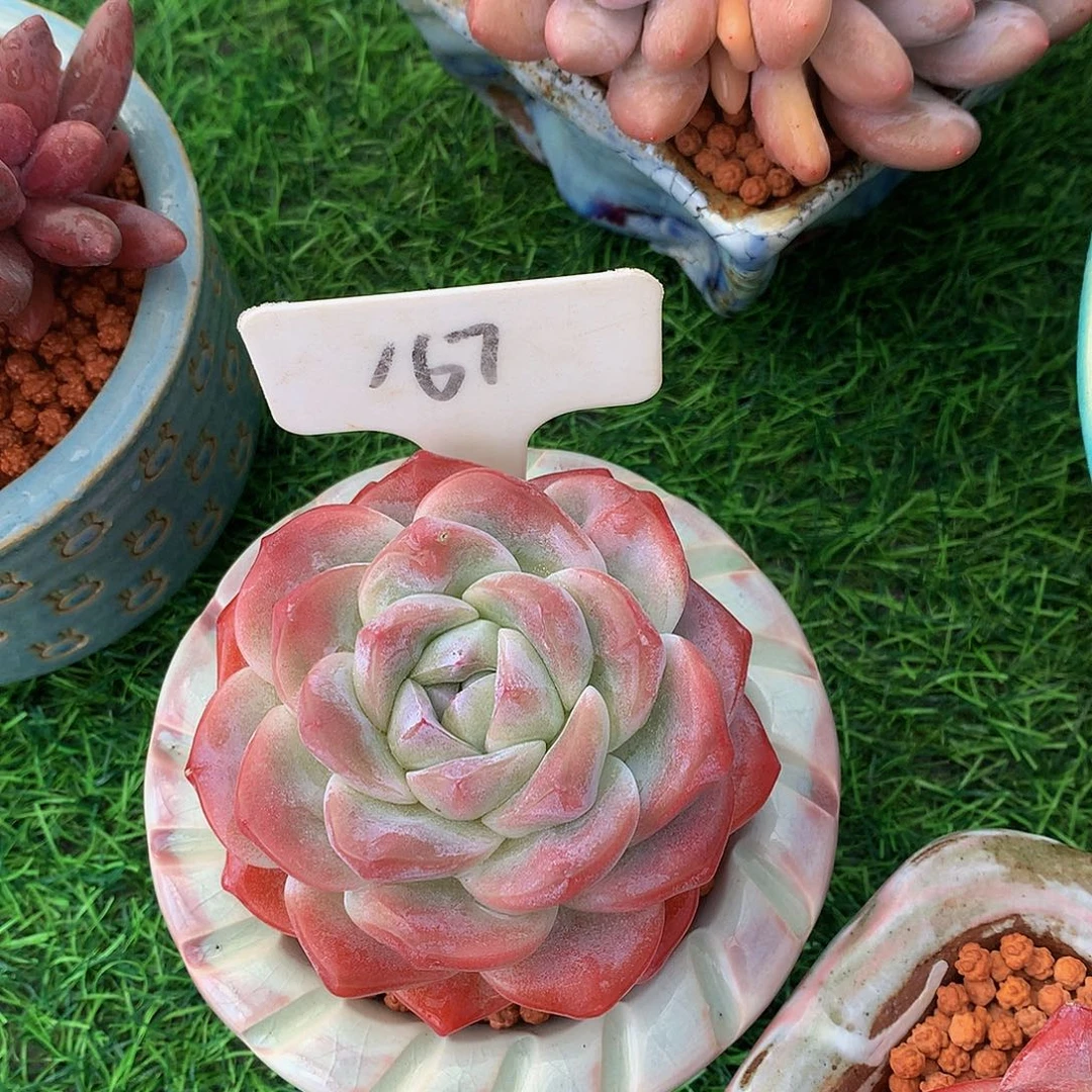 丁****ᰔ并与多肉植物y627272
