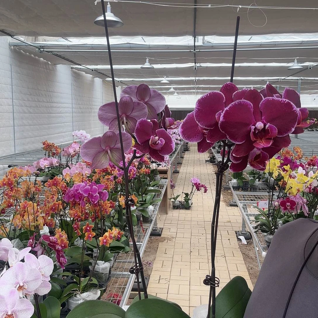 完全开放蒙彼利埃