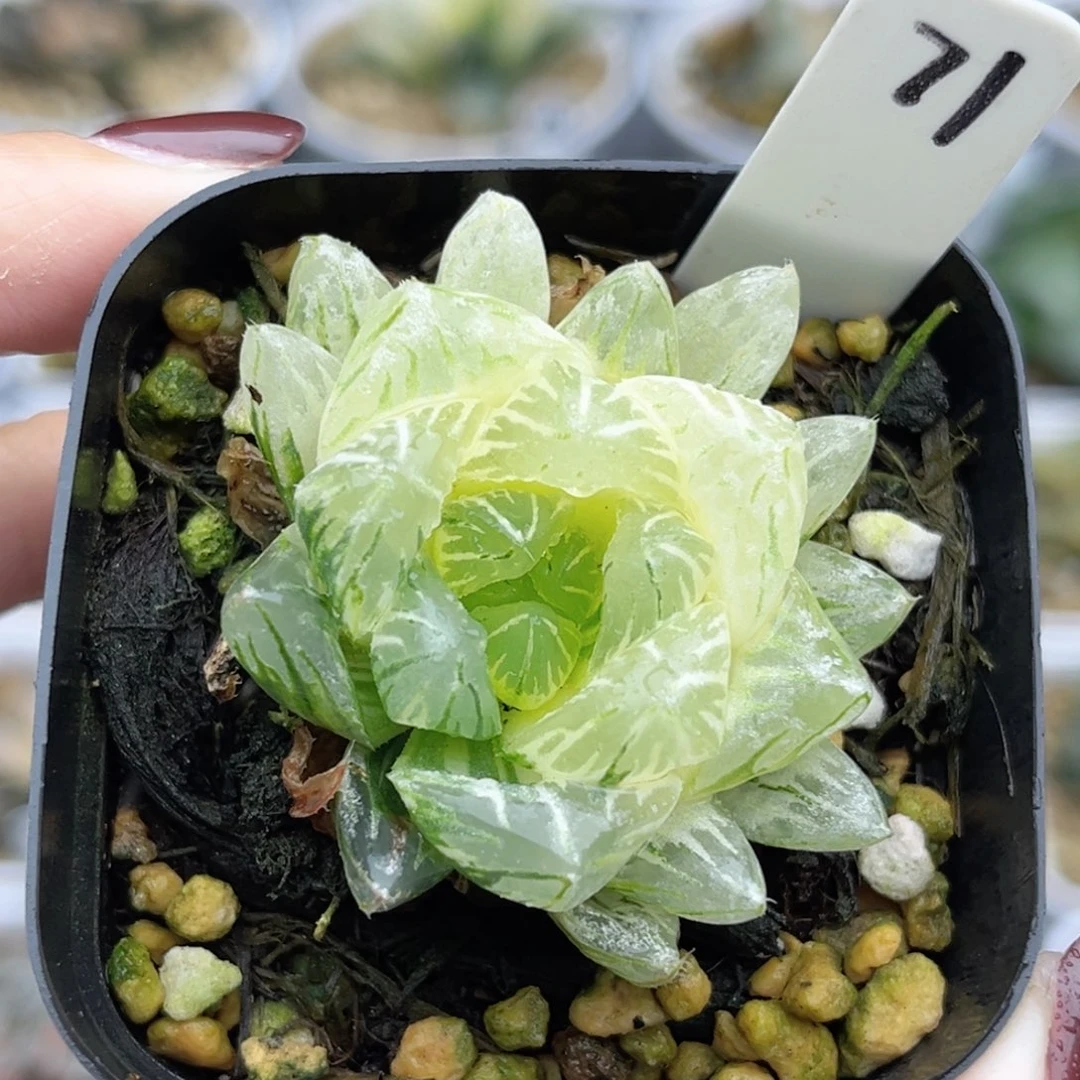 71龙鳞玉露锦福利专场