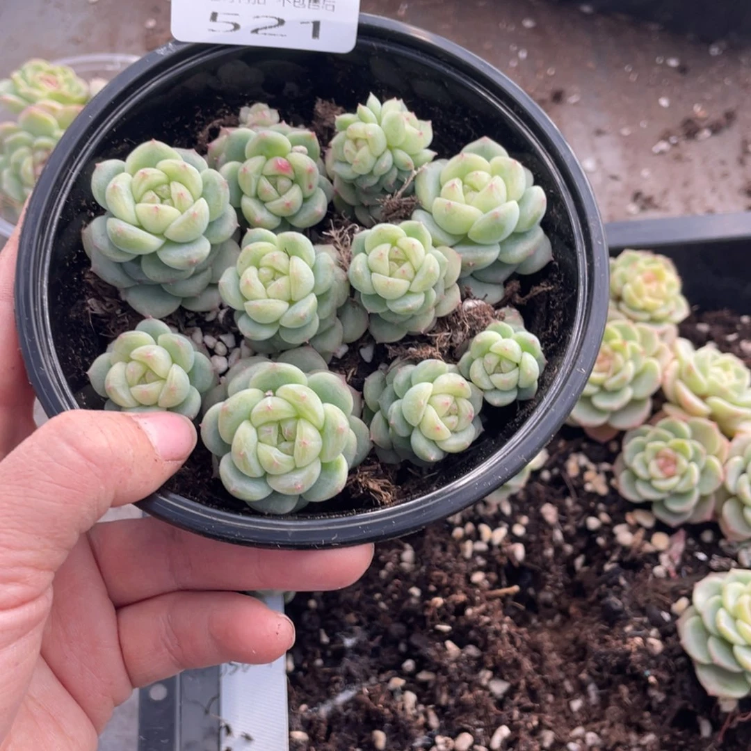 知***吃糕大上多肉植物521