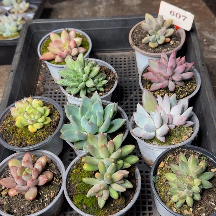 607多肉植物一物一拍