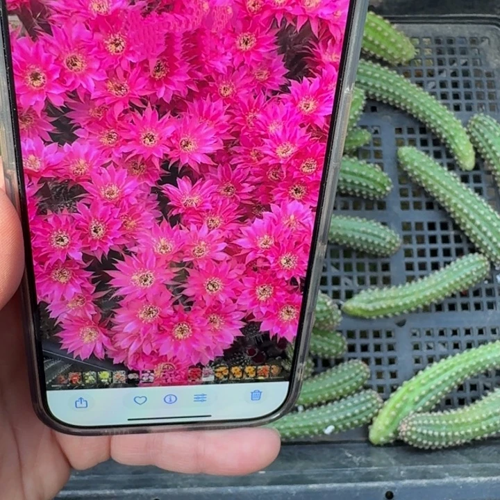 236白檀星辰无根侧牙小一个