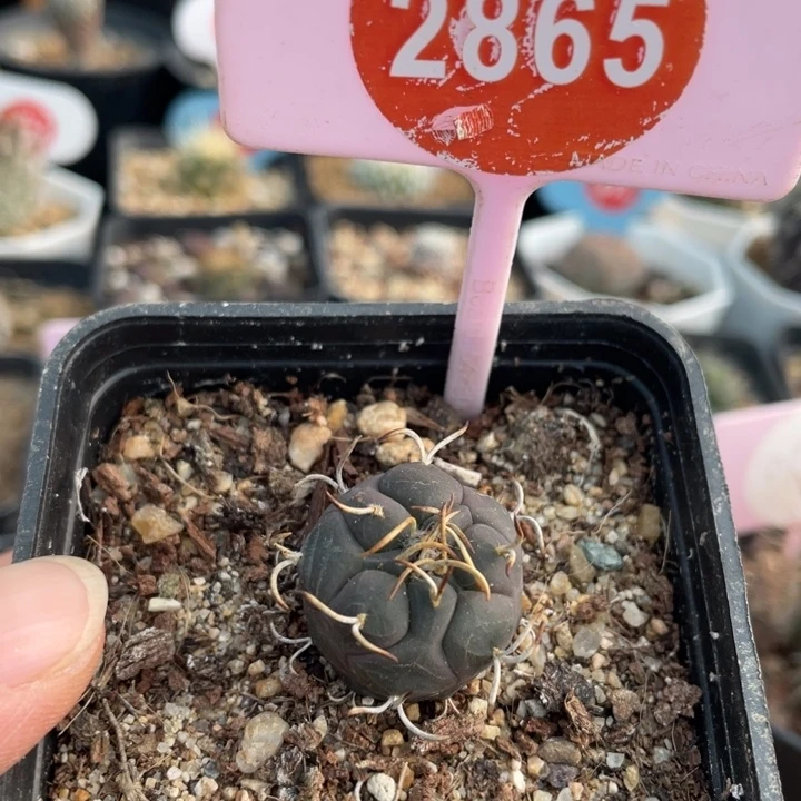 碎****实生离城丸286500000000