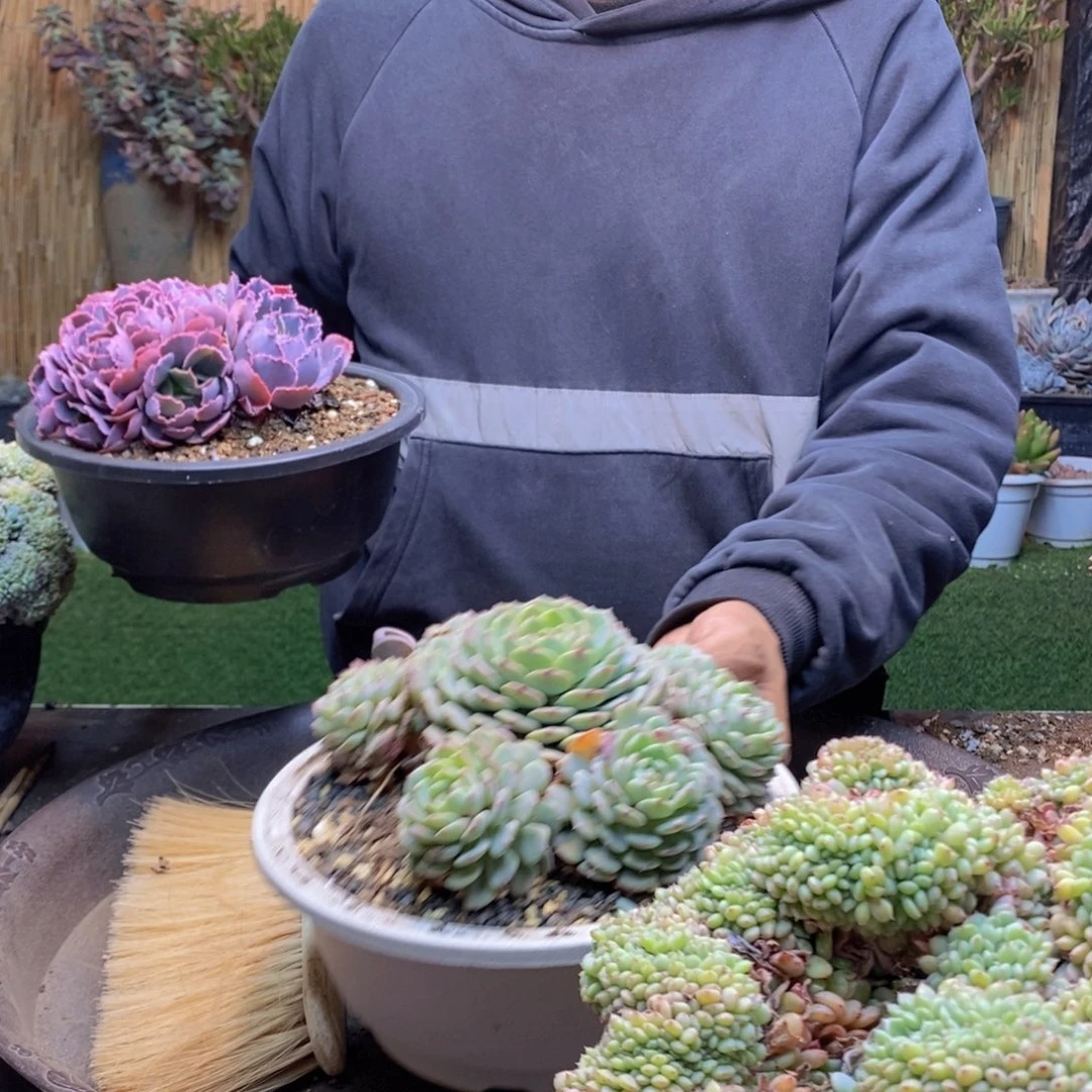 法****）A73号白胖子多肉