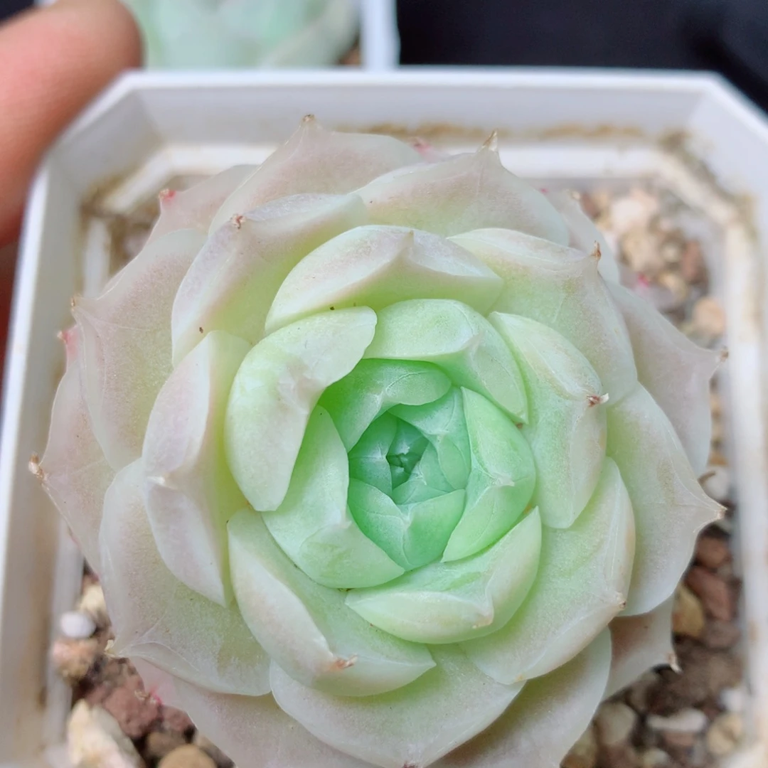 85 精品多肉一物一拍