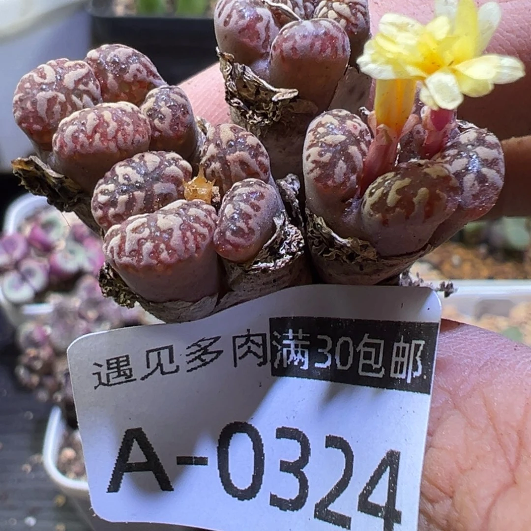 M***u多肉植物111111111111111