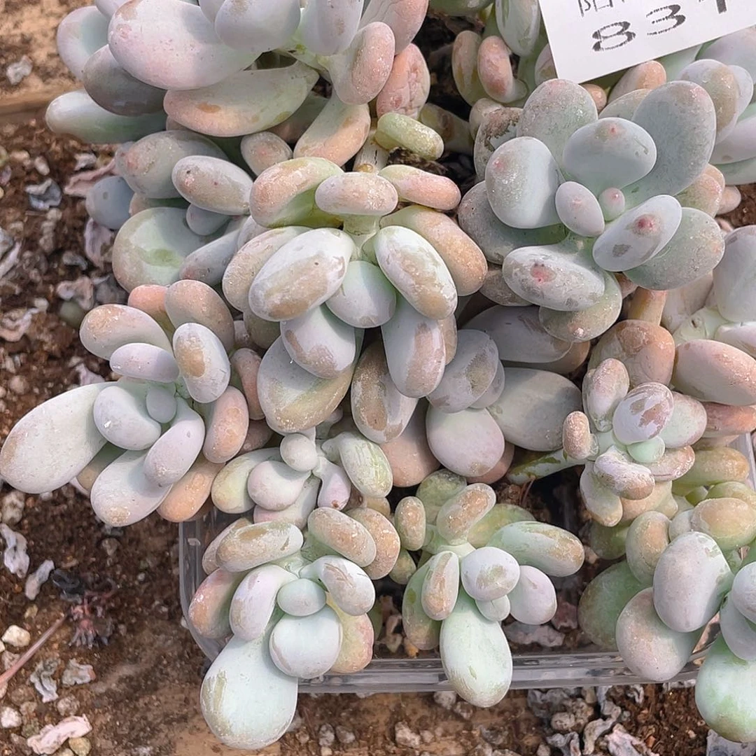 多肉植物多肉植物831