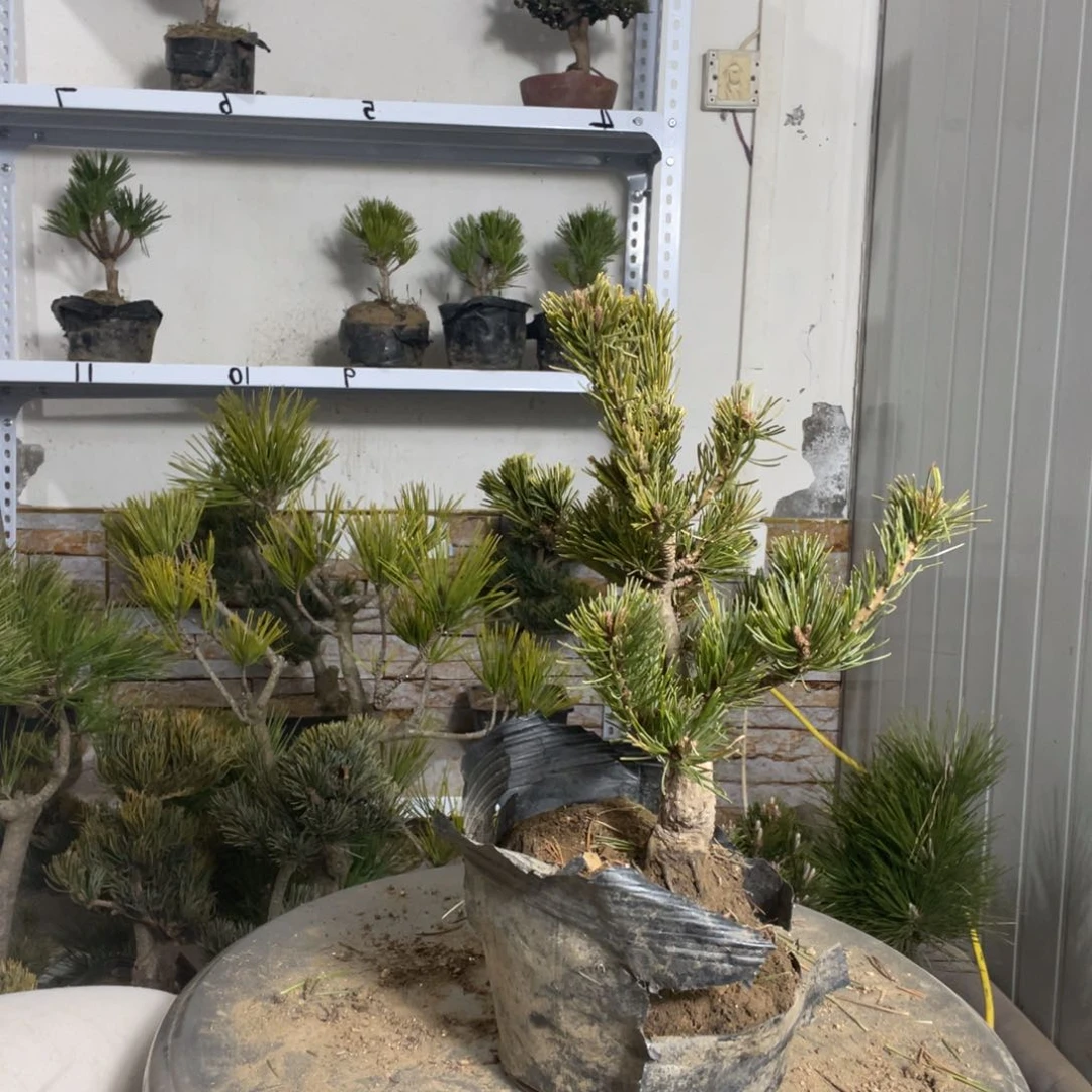 多**生杨梅大阪一颗40链接