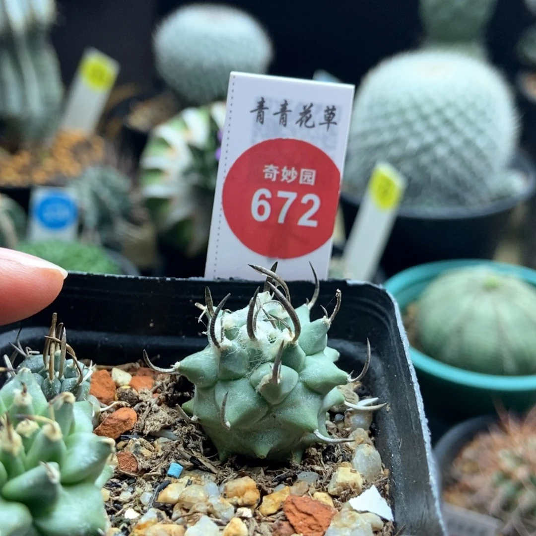 升云龙一棵仙人球