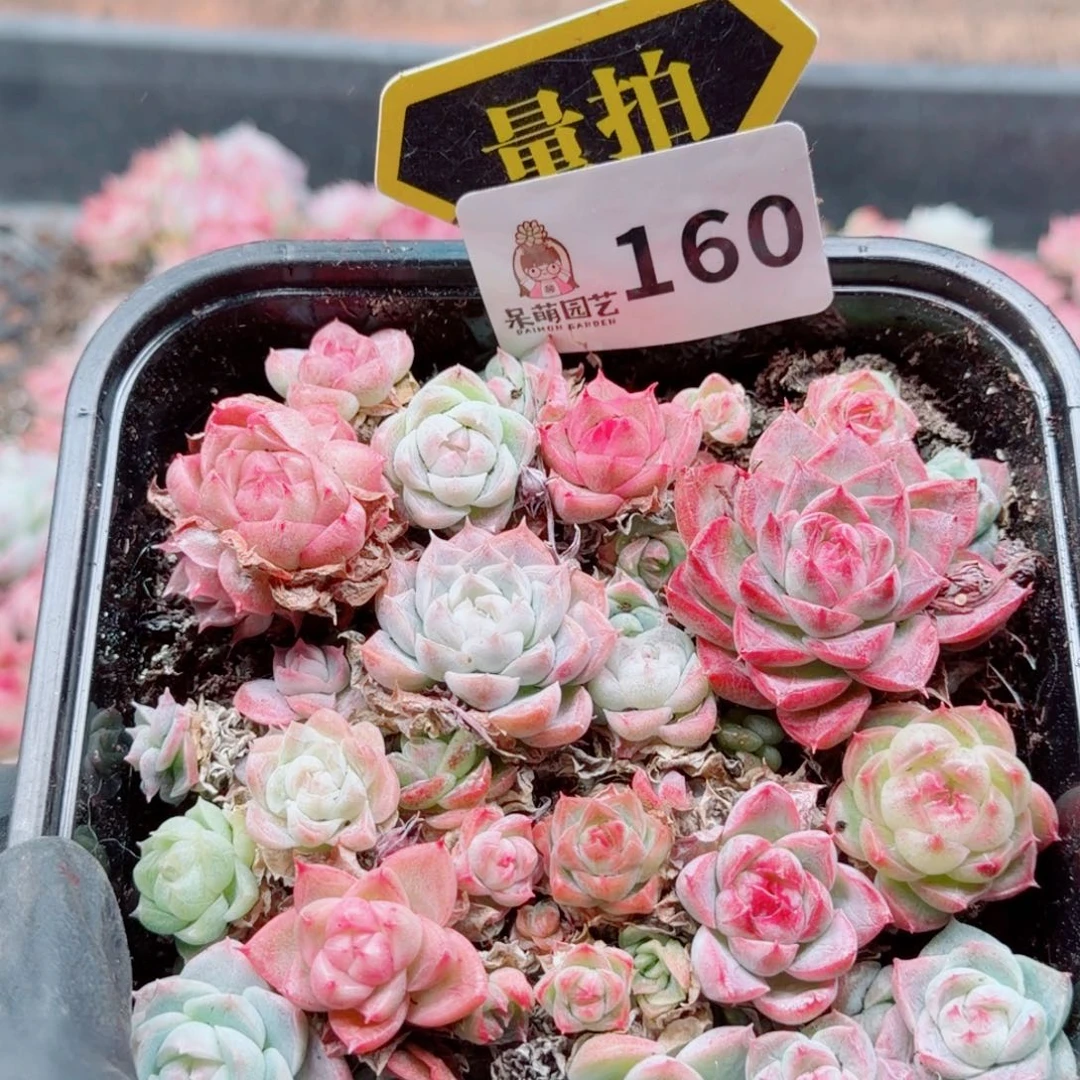 多肉植物多肉植物