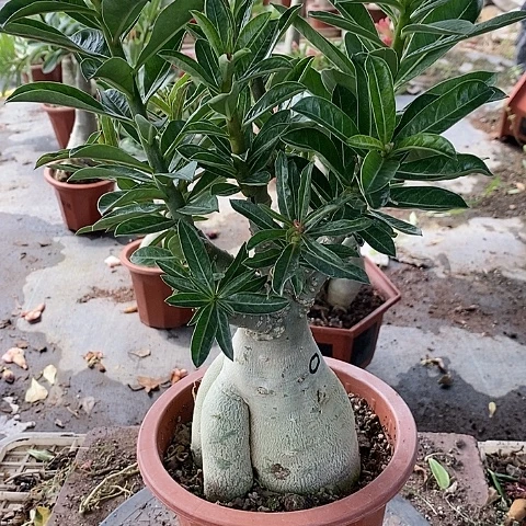 【闪购商品】无花朵珍*