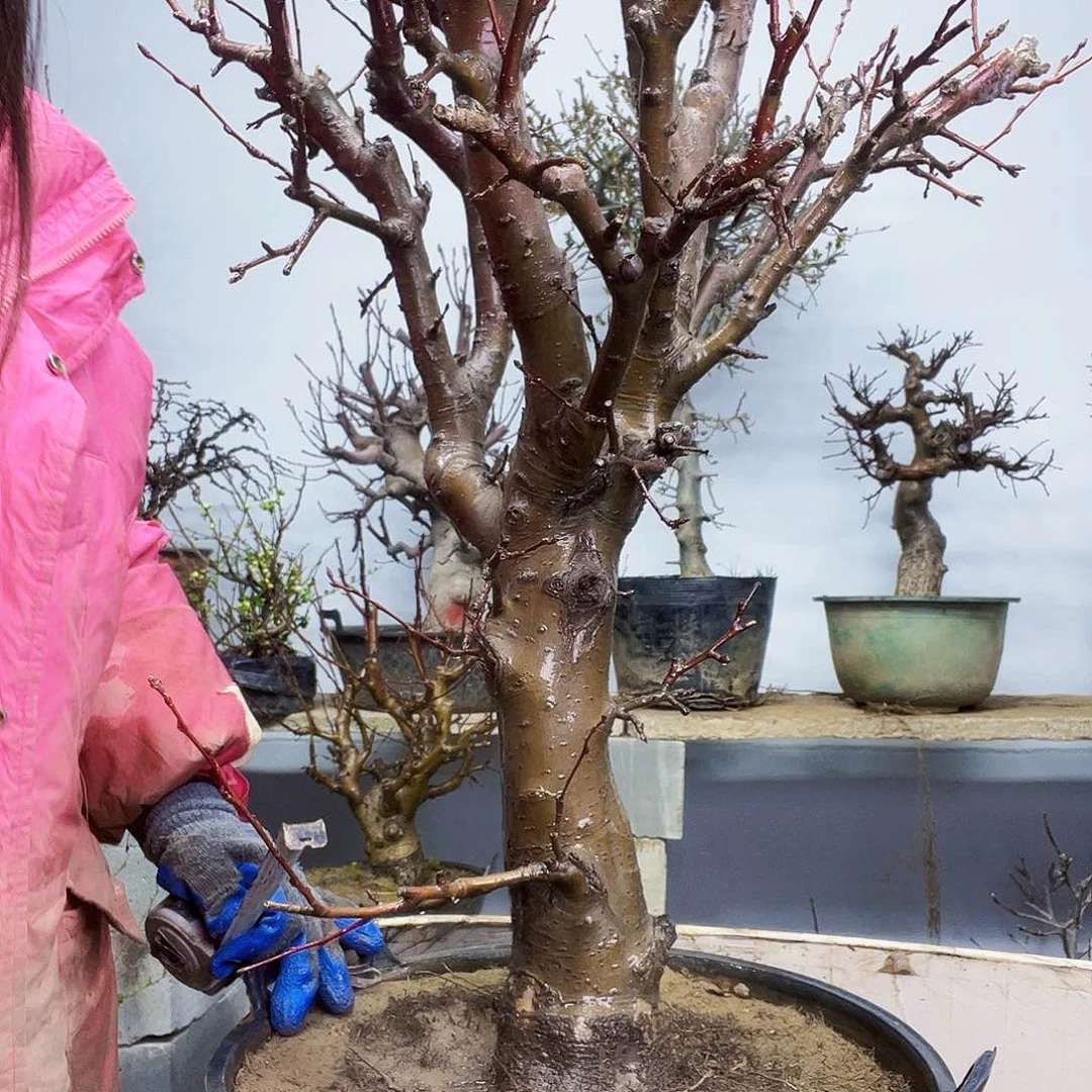 九*海棠盆景一物一拍