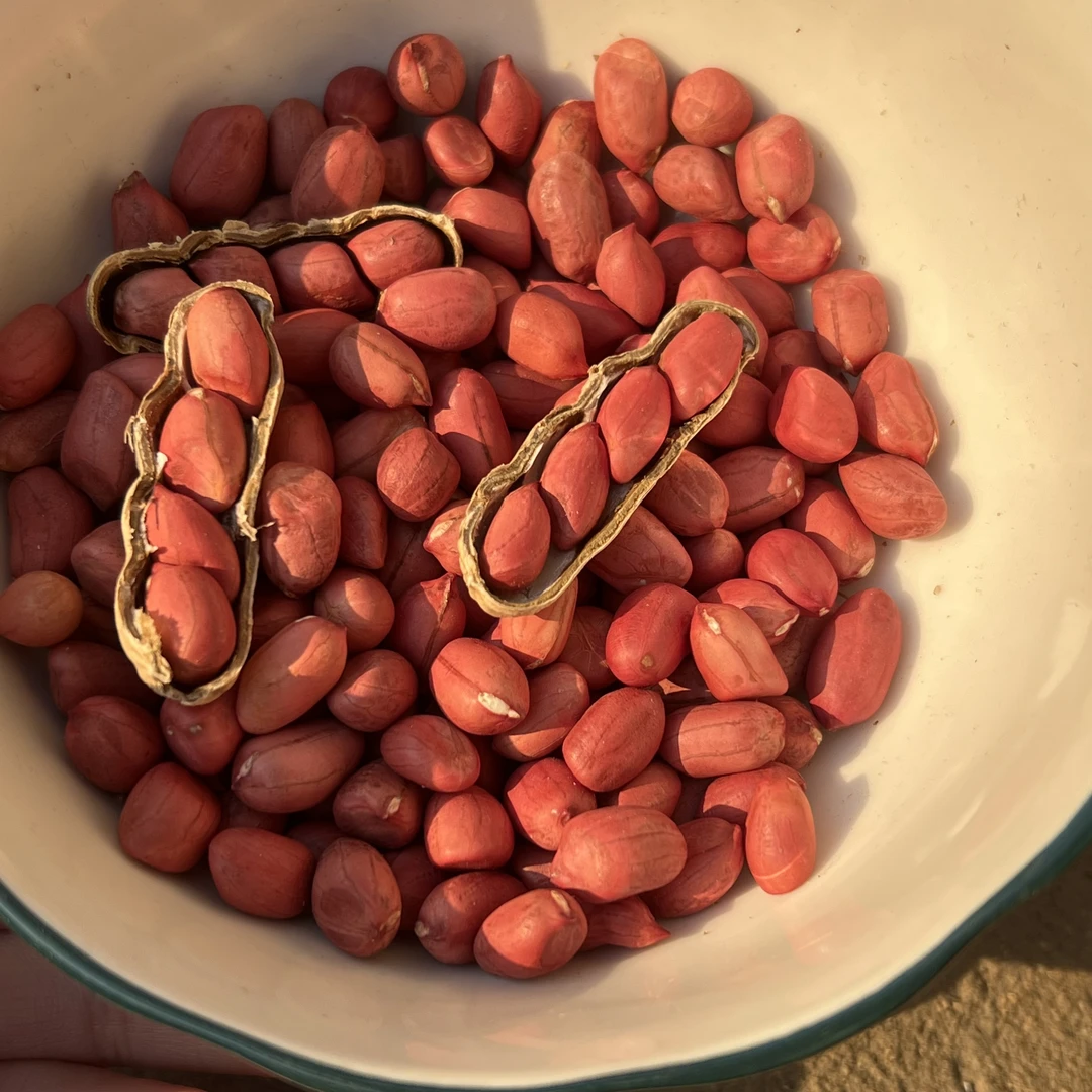 2024新货红皮大花生带壳农家自种四粒红花生红衣花生米花生仁带壳