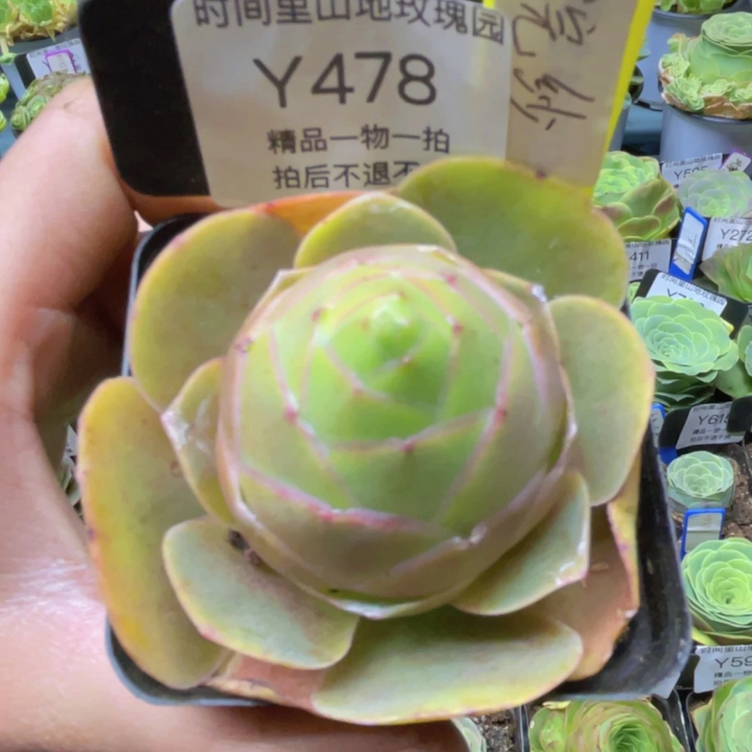 A****阁浣纱多肉478一物一拍