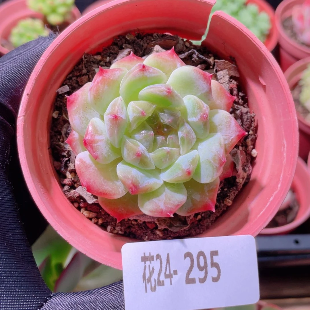 花利美24-295秘境冰魄