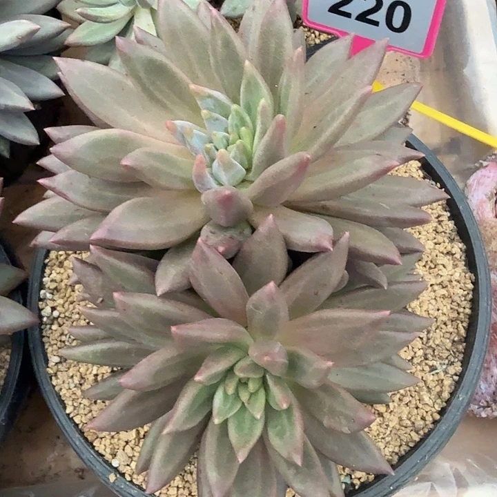 “***p水晶球一物一拍220