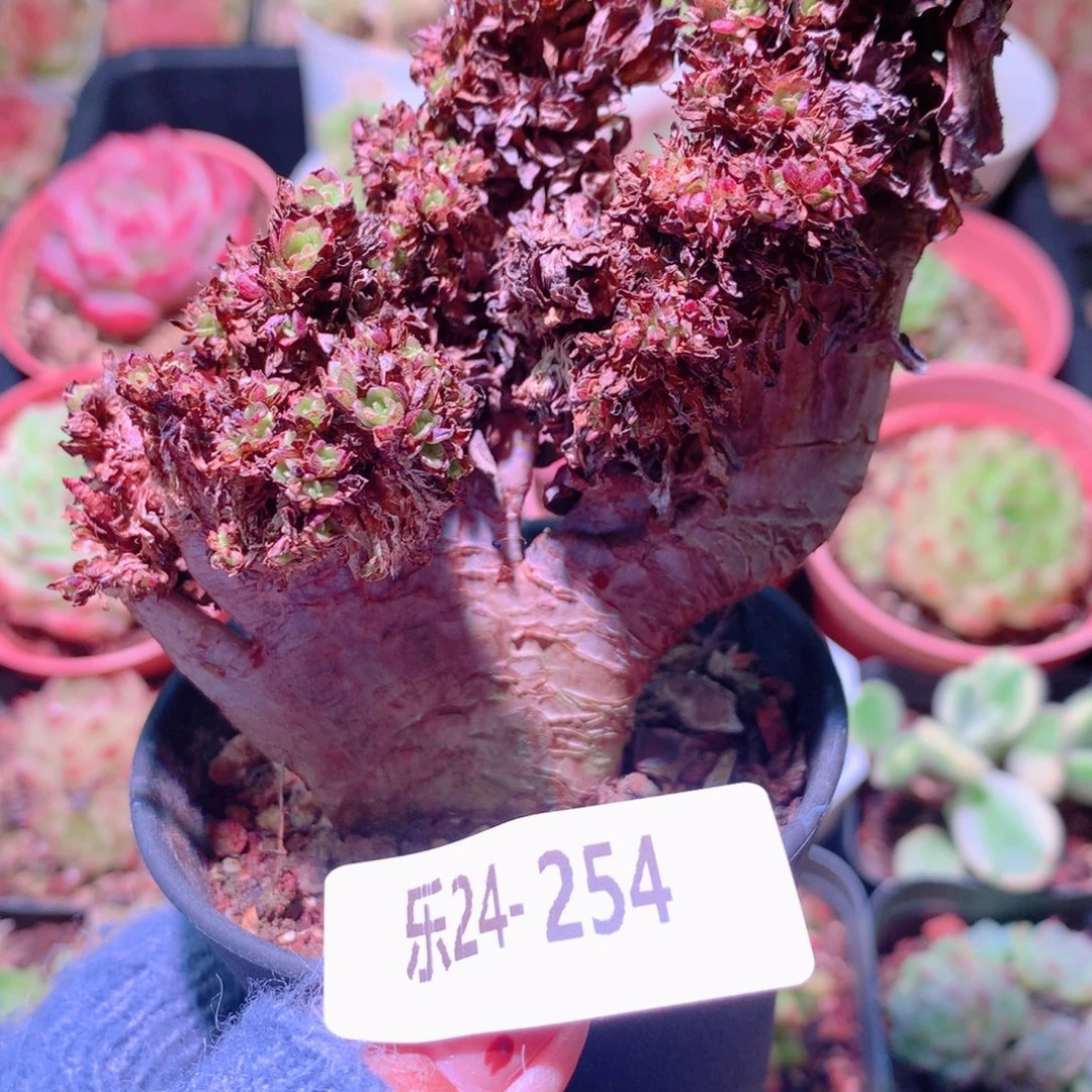 乐然24-254 法师缀化