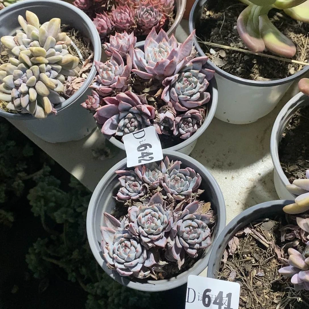 存*姐642粉蓝鸟多肉2颗