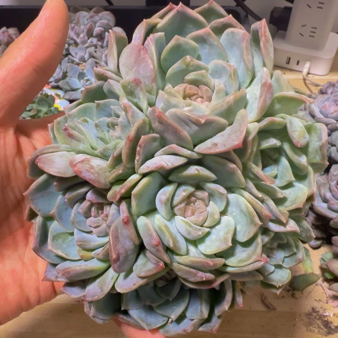 新年快乐 新年快乐